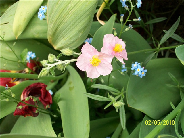 Helianthemum nummularium